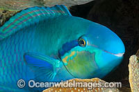 Saddled Parrotfish Scarus dimidiatus Photo - Gary Bell