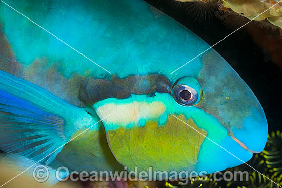 Saddled Parrotfish photo