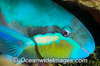 Saddled Parrotfish Photo - Gary Bell