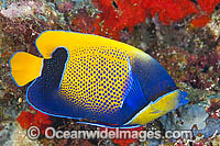 Majestic Angelfish Great Barrier Reef Photo - Gary Bell