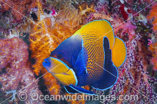 Angelfish and Soft Coral photo