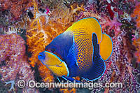 Angelfish and Soft Coral Photo - Gary Bell