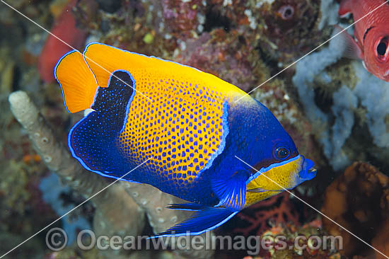 Majestic Angelfish Great Barrier Reef photo