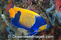 Majestic Angelfish Great Barrier Reef Photo - Gary Bell