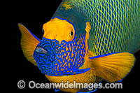 Blue-face Angelfish and reef Photo - Gary Bell