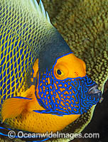 Angelfish and coral Photo - Gary Bell