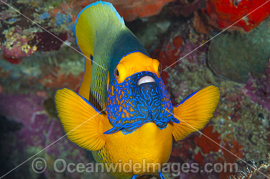 Angelfish Great Barrier Reef photo