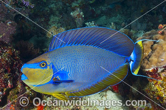 Big-nose Unicornfish photo