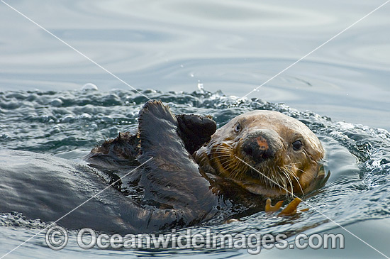 Sea Otter on surface photo