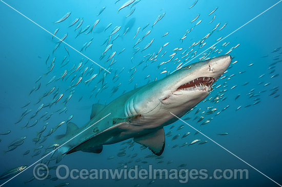 Sand Tiger Shark and baitfish photo