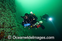 Scuba Diving Vancouver Island Photo - MIchael Patrick O'Neill
