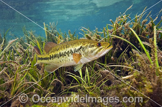 Large-mouth Bass protecting nest photo