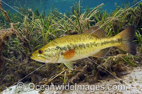 Large-mouth Bass in Rainbow River photo