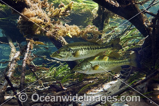 Large-mouth Bass in Florida photo