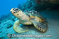 Hawksbill Turtle Florida Photo - Michael Patrick O'Neill