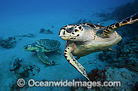 Hawksbill Turtle Florida Photo - Michael Patrick O'Neill