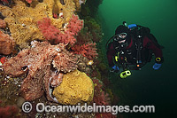 Giant Pacific Octopus and Diver Photo - Michael Patrick O'Neill