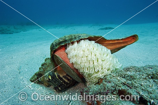 Horse Conch laying eggs photo