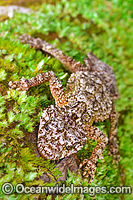Leaf-tailed Gecko on Tree Photo - Gary Bell