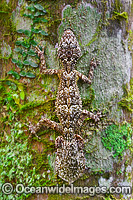 Leaf-tailed Gecko on Palm Photo - Gary Bell