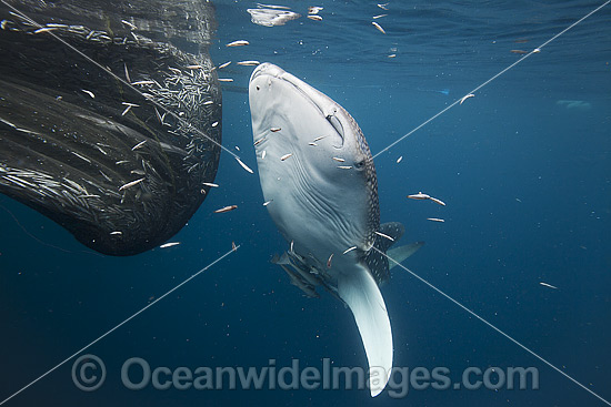 Whale Shark near fish in net photo