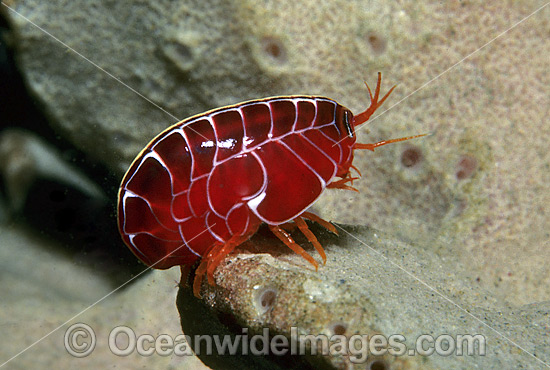 Coral Hopper Amphipod photo