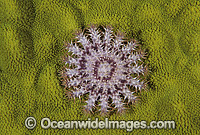 Crown-of-thorns Starfish juvenile Photo - Gary Bell