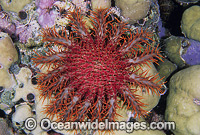 Crown-of-thorns Starfish Photo - Gary Bell