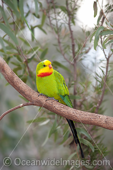 Superb Parrot Polytelis swainsonii photo