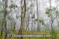 Eucalypt Forest Photo - Gary Bell
