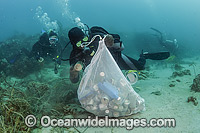 Scuba Divers picking up rubbish Photo - Michael Patrick O'Neill