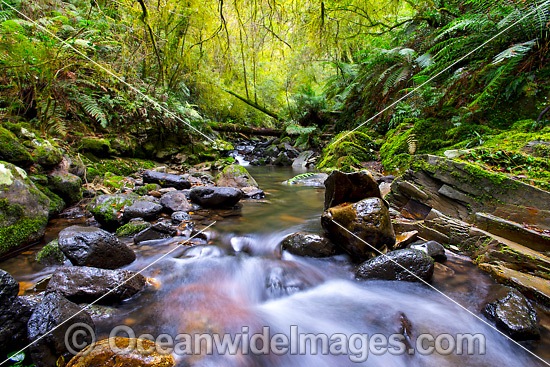 Gondwana Rainforest Stream photo