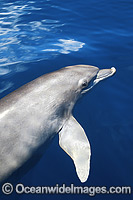 Dolphin Ningaloo Reef Photo - Hayley Versace