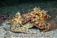 Common Octopus mating Photo - Michael Patrick O'Neill