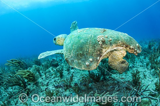Loggerhead Sea Turtle Florida photo