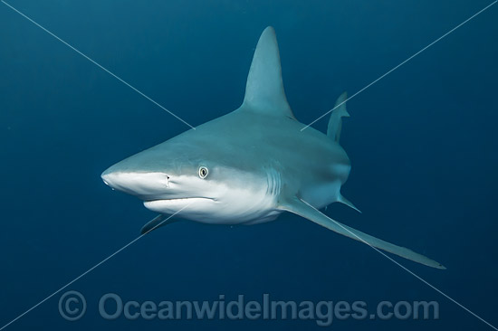 Sandbar Shark Florida photo