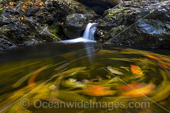 Floating Leaves on Urumbilum River photo