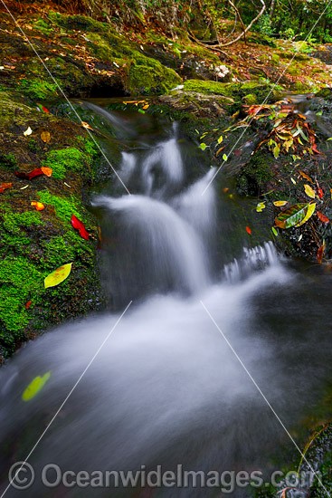 Dorrigo National Park waterfall photo