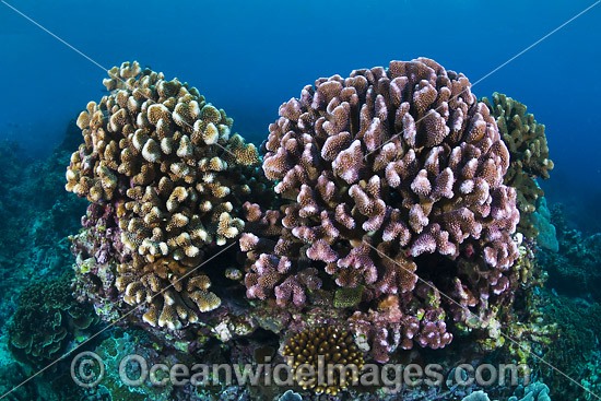 Hard Coral Christmas Island photo