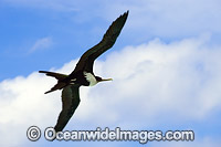 Christmas Island Frigatebird Photo - Gary Bell