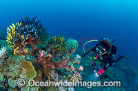 Diving at Christmas Island Photo - Gary Bell