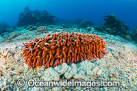 Sea Cucumber Christmas Island Photo - Gary Bell