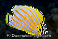 Ornate Butterflyfish Christmas Island Photo - Gary Bell