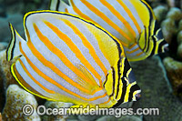 Ornate Butterflyfish Christmas Island Photo - Gary Bell