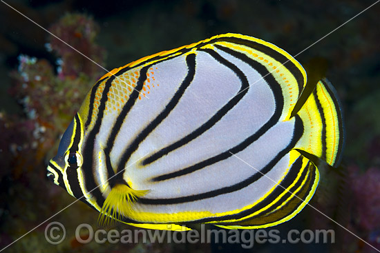 Meyer's Butterflyfish Christmas Island photo