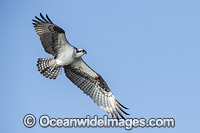 Osprey flying Photo - Michael Patrick O'Neill