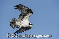Osprey in flight Photo - Michael Patrick O'Neill