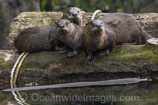 North American River Otters photo