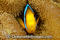 Orange-fin Anemonefish Photo - David Fleetham