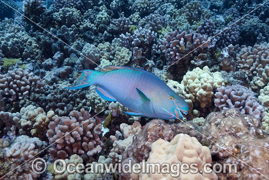 Ember Parrotfish photo